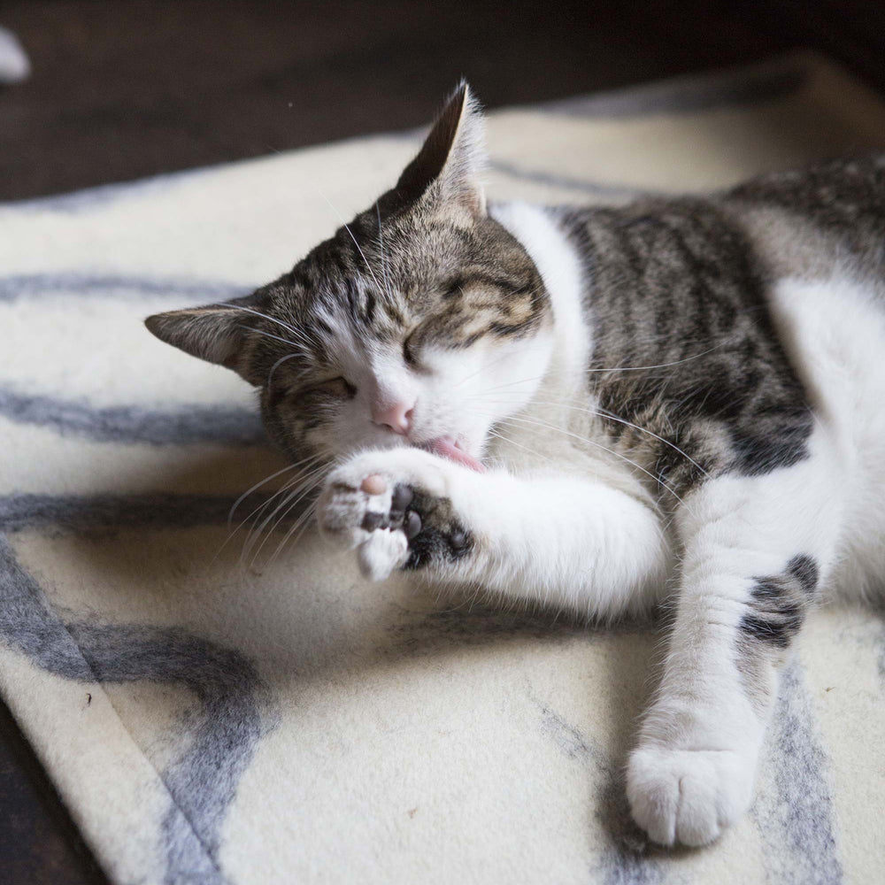 Cats Go Catnip Crazy for Wool