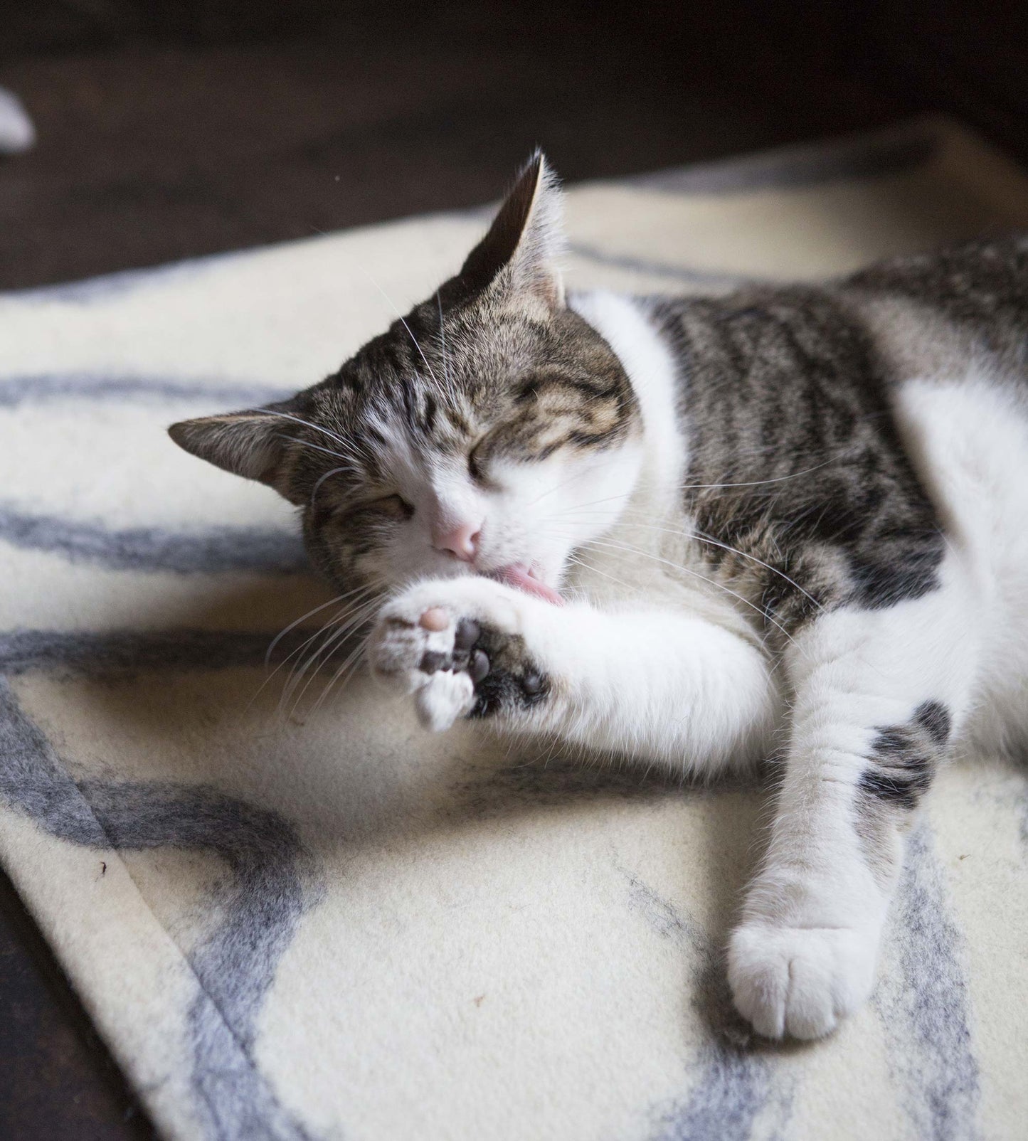 Cats Go Catnip Crazy for Wool