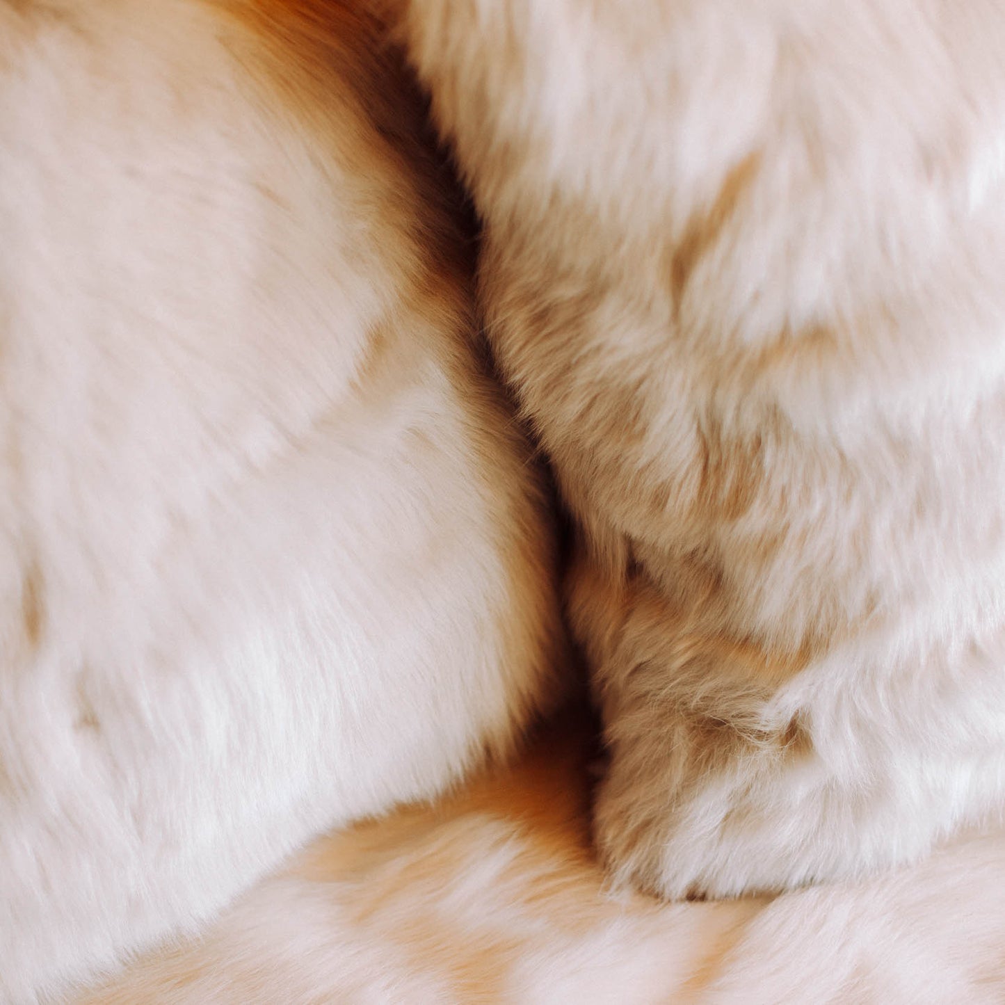 TOSCANA FUR COLLECTION