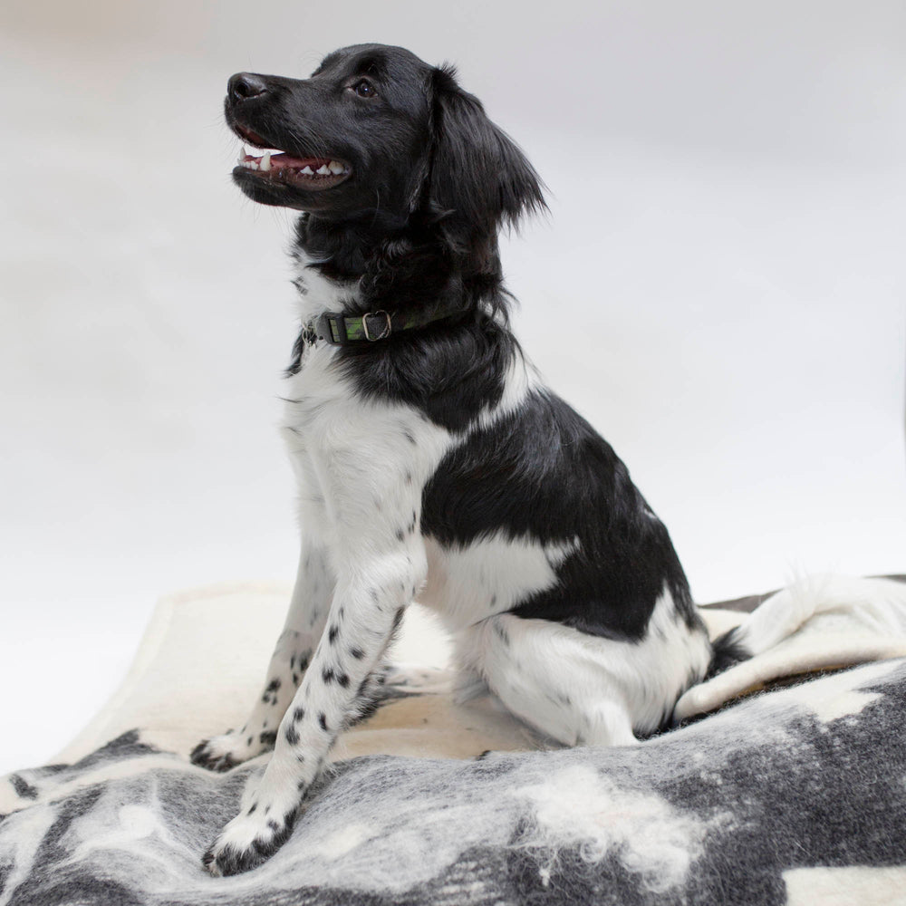 
                      
                        Wool Dog Mat - Shetland Cloud
                      
                    
