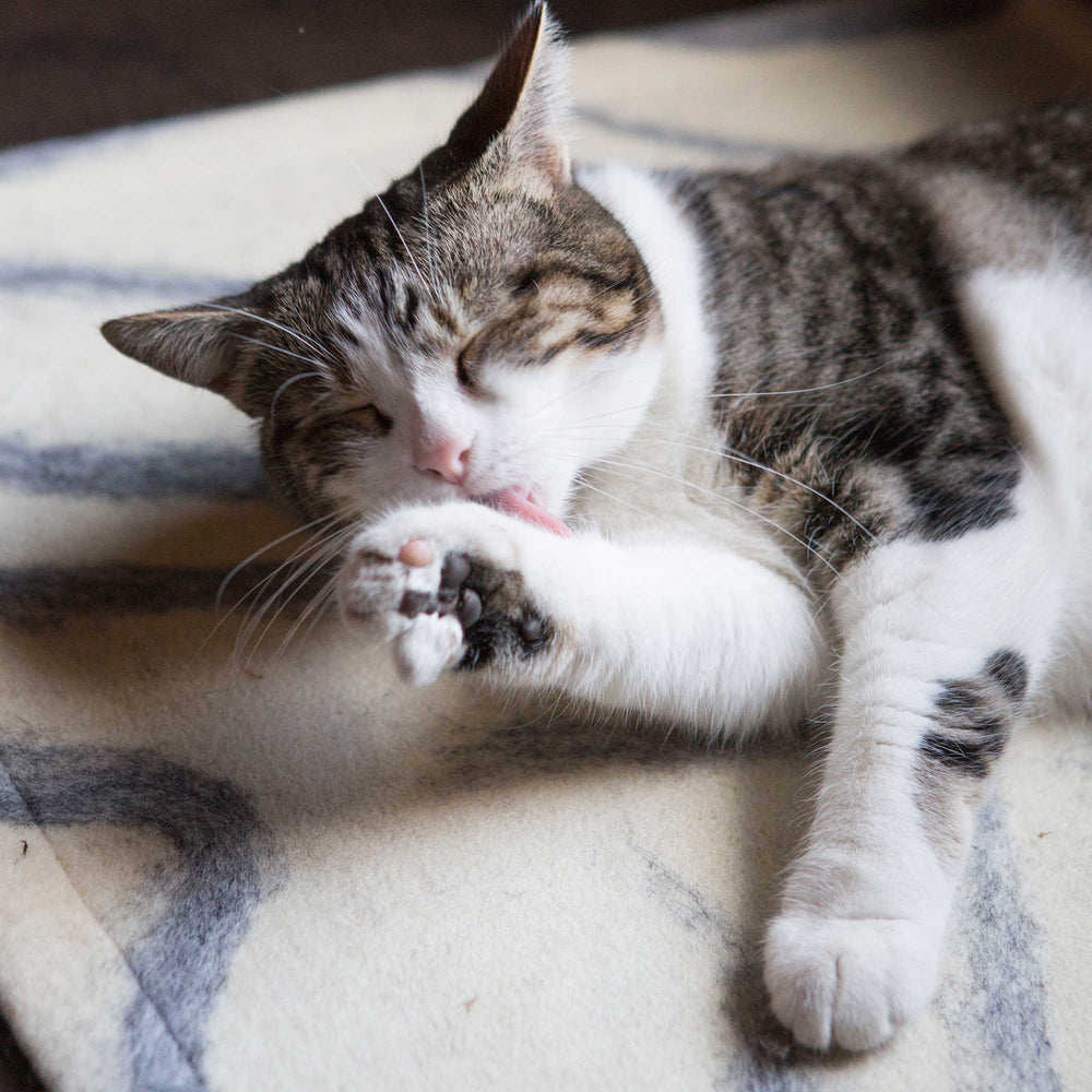 
                      
                        Wool Cat Mat - JG Switzer
                      
                    
