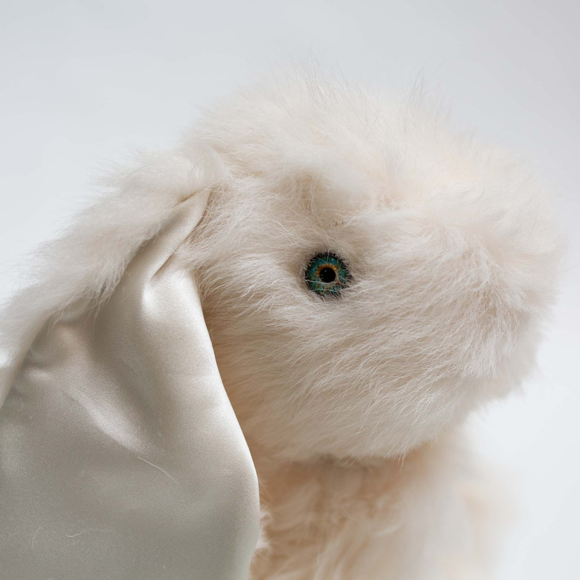 Angora Rabbit Humid